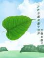 一片葉子就是整個世界