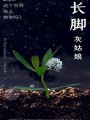 長腳灰姑娘